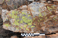 http://sciencythoughts.blogspot.co.uk/2016/09/evidence-of-lichen-growth-on-bones-of.html