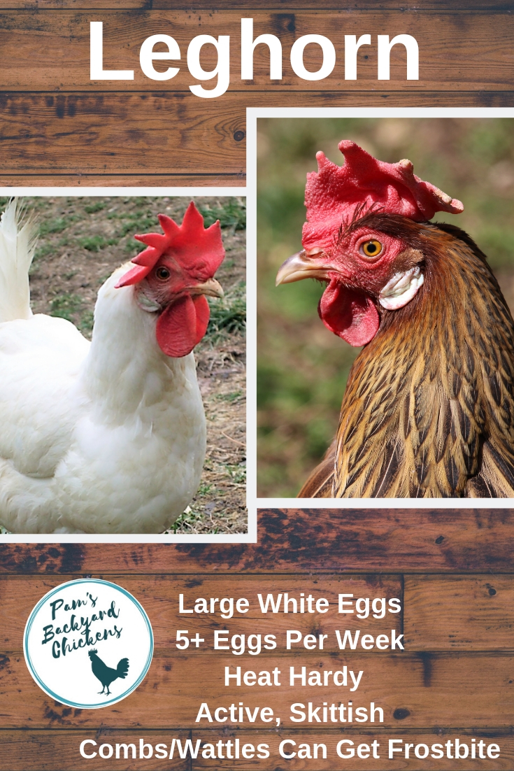 Pam's Backyard Chickens The Leghorn Chicken Breed Spotlight