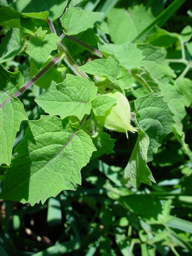 Garden of Discovery Kid Friendly Ground Cherries