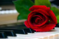 A rose lays luxuriously against a piano keyboard
