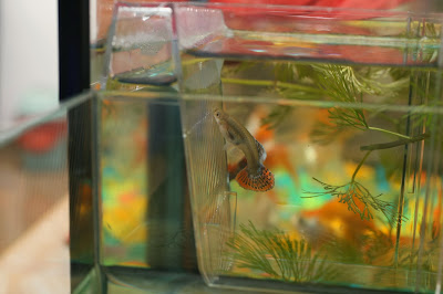 guppy sanctuary