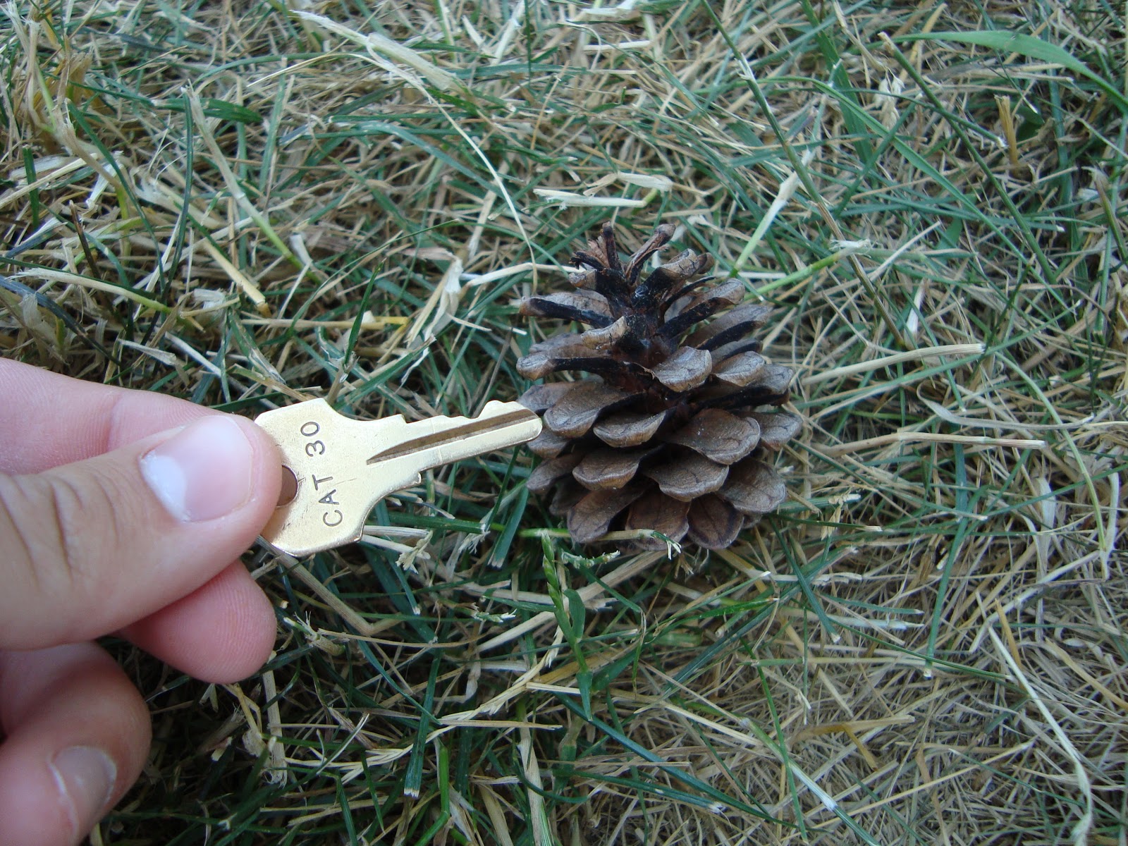 AP Bio Blog 2012 Gymnosperm Cone