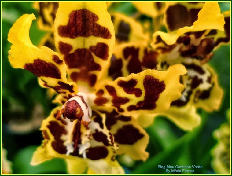 Meu Cantinho Verde: Orquídea COLMANARA WILDCAT