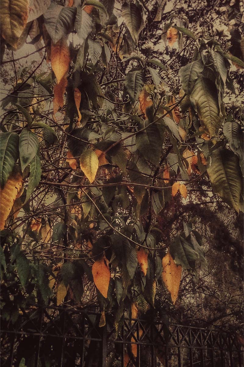 Foliage, photo of green and orange foliage on top of gray bars, by Kostas Gogas.