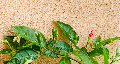Birds eye chilli from Thekkady Kerala India