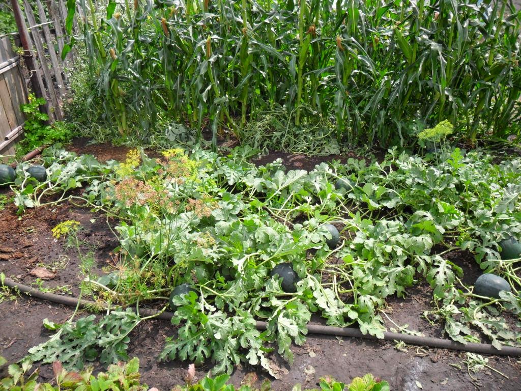 Вкусный Огород: Выращивание арбузов в открытом грунте