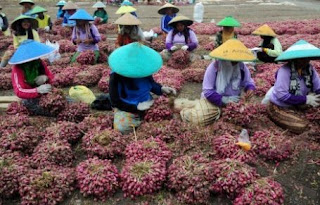 cara budidaya bawang merah Brebes cara budidaya bawang merah hidroponik, cara budidaya bawang merah musim hujan, budidaya bawang merah hasil melimpah, budidaya bawang merah hibrida, budidaya bawang merah jurnal, cara budidaya bawang merah dalam karung, cara budidaya bawang merah di musim kemarau, budidaya bawang merah lahan kering, budidaya bawang merah lengkap, budidaya bawang merah lahan pasir,