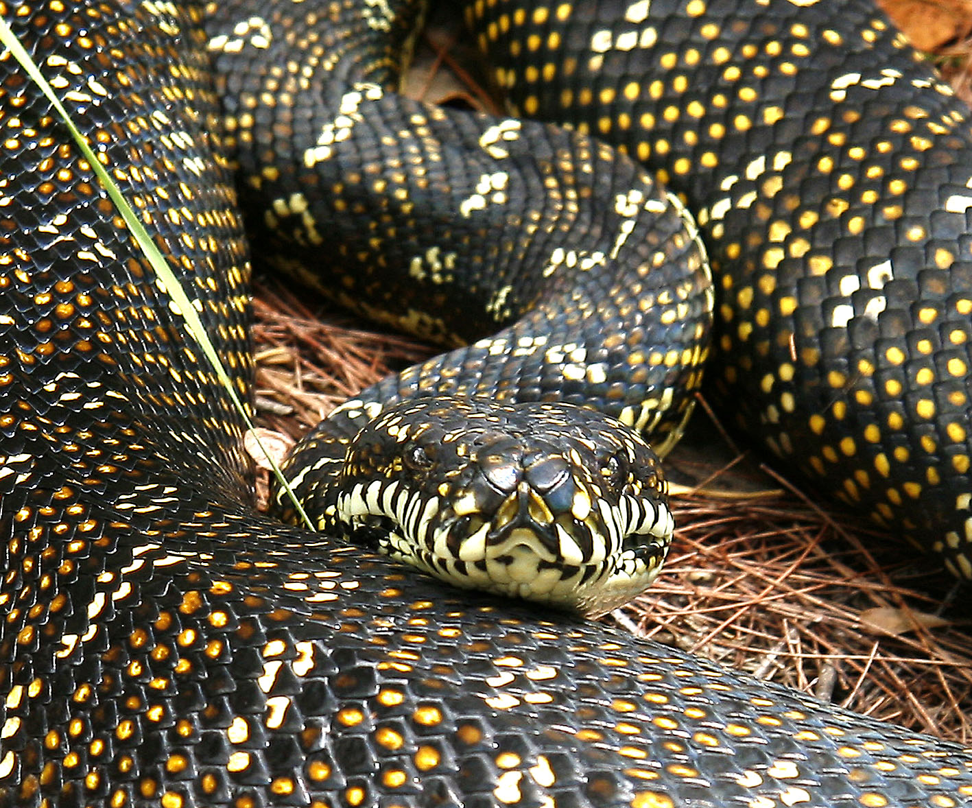 Bruce upton photos diamond python