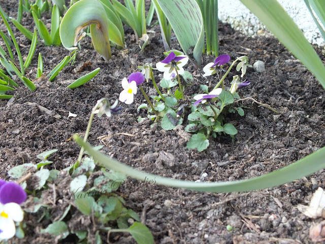 Karinas Paradies Marz 2017