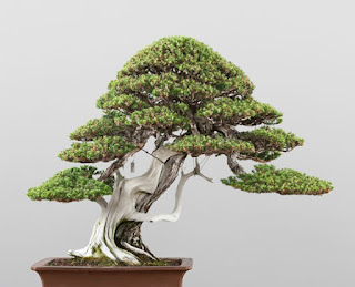 deadwood bonsai techniques