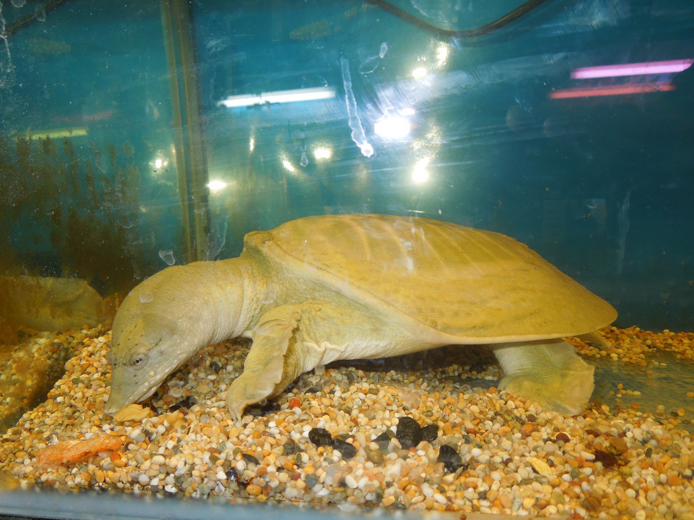 Reptiles amphibians fish large chinese soft shell turtle