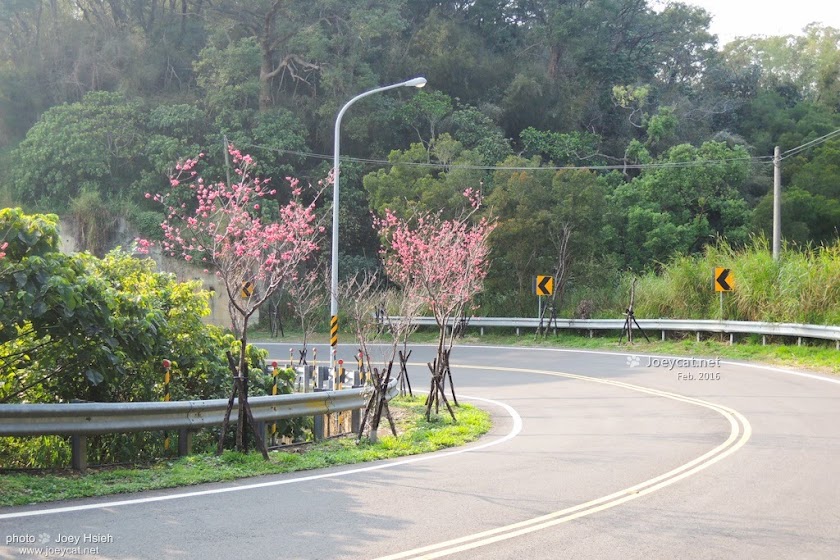 彰化 139 芬園鄉 獅子櫻花大道