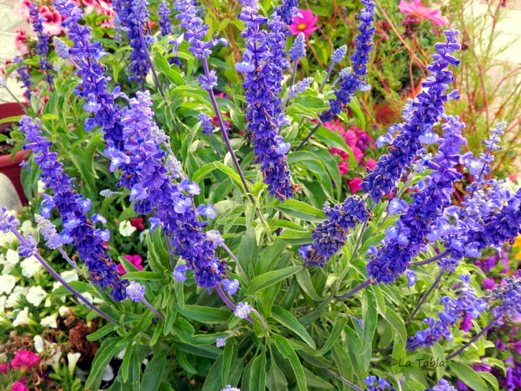 Salvia farinacea flor azul