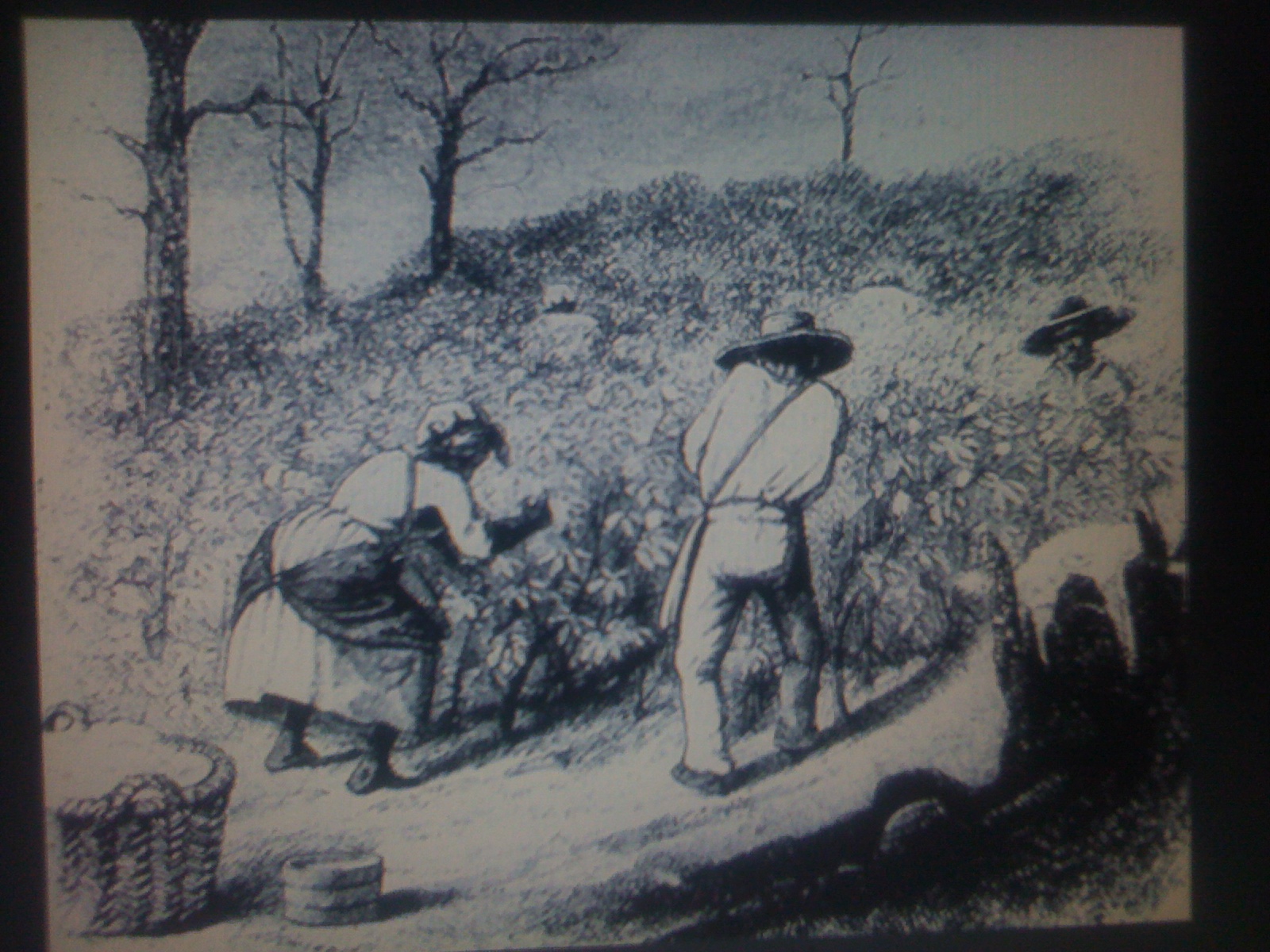 THE BLACK SOCIAL HISTORY BLACK SOCIAL HISTORY SLAVERY IN TENNESSEE