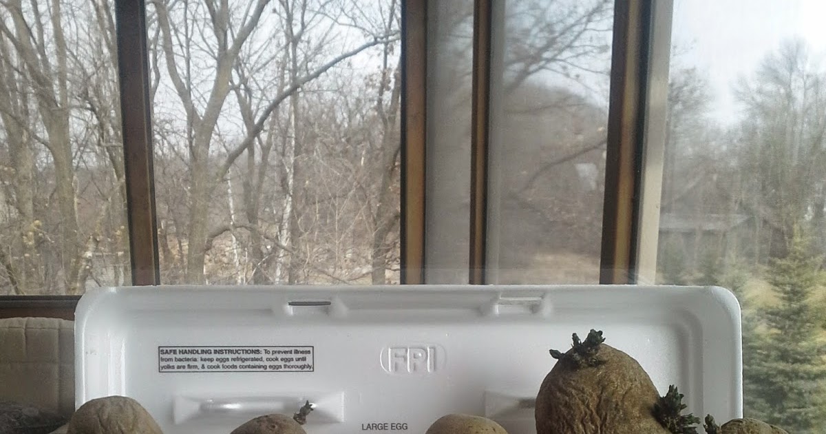 Growing potatoes from the grocery store Success! The Suburban Jungle