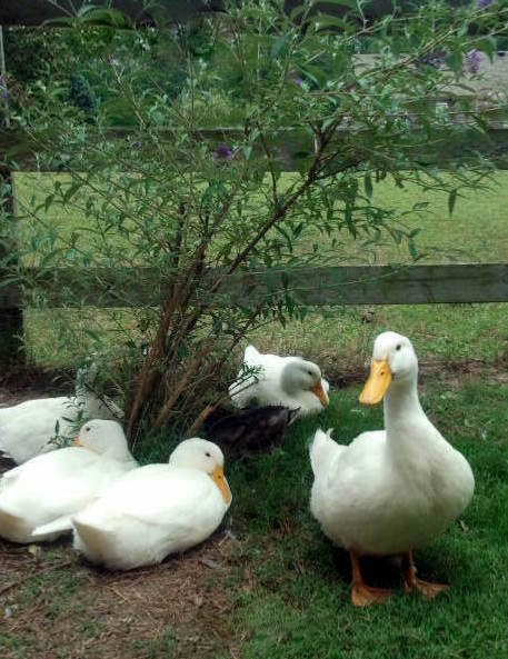 Best Food For Laying Ducks Best Food For Laying Ducks