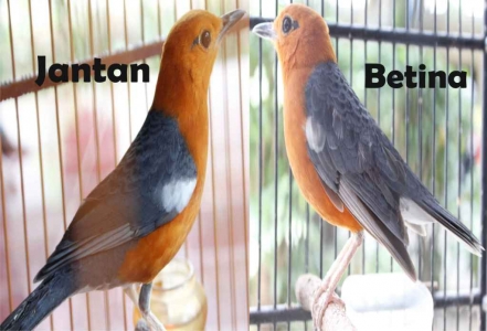 37+ Gambar burung anis merah jantan dan betina terupdate