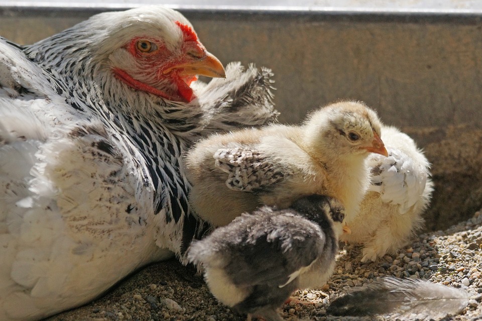 Write a feasibility report on poultry farming