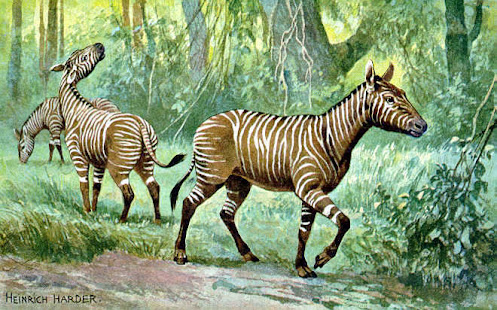 caballos del mioceno Hypohippus