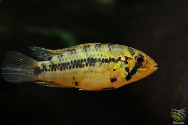 Apistogramma cf. alacrina