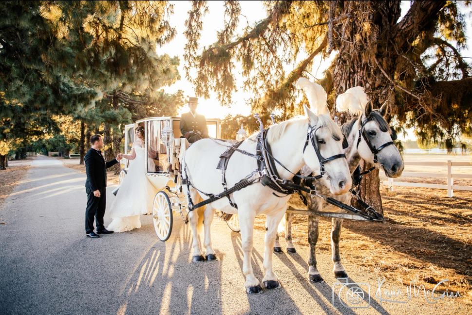Wedding Horse Hire Perth