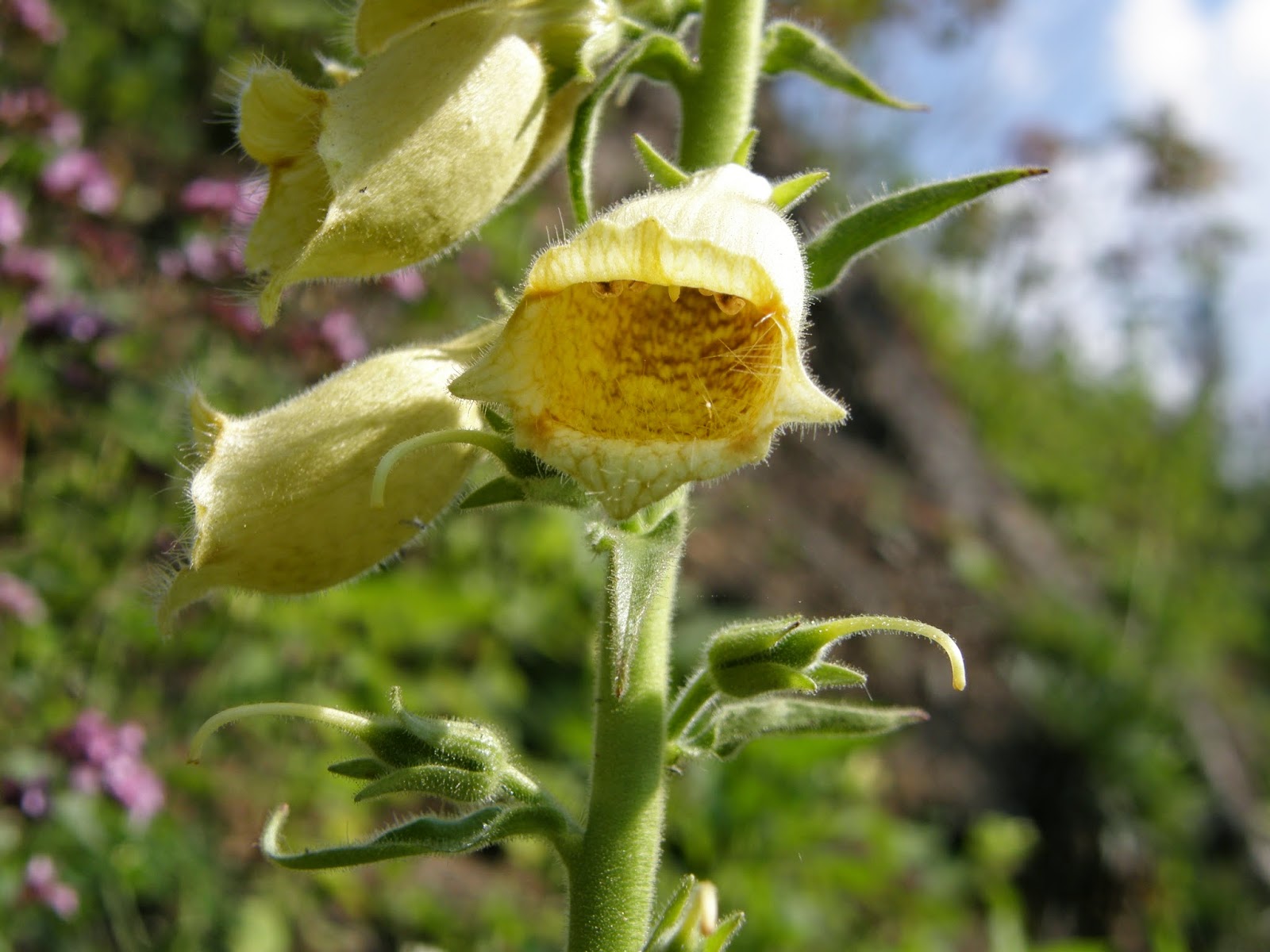 flori-galbene-padure-degetel-galben-digitalis-grandiflora (2)