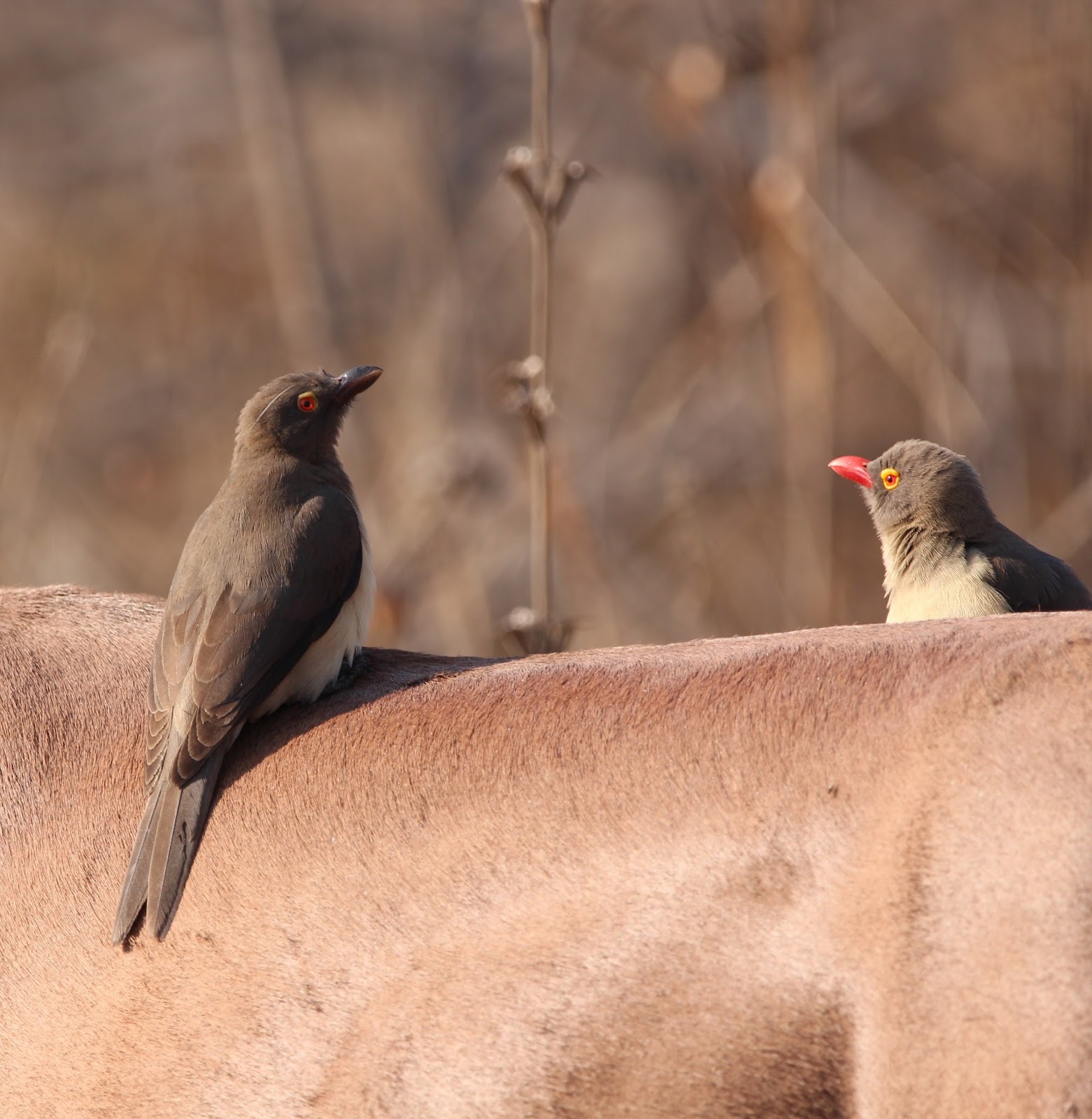 Oxpecker birds removing ticks from an animal. Oxpecker birds removing ticks from an animal.