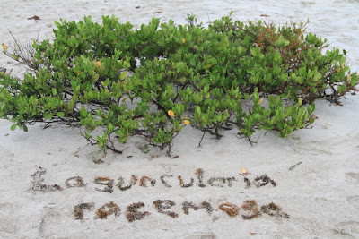 Laguncularia racemosa – White Mangrove, Puerto Villamil, Isabela Island, Galápagos