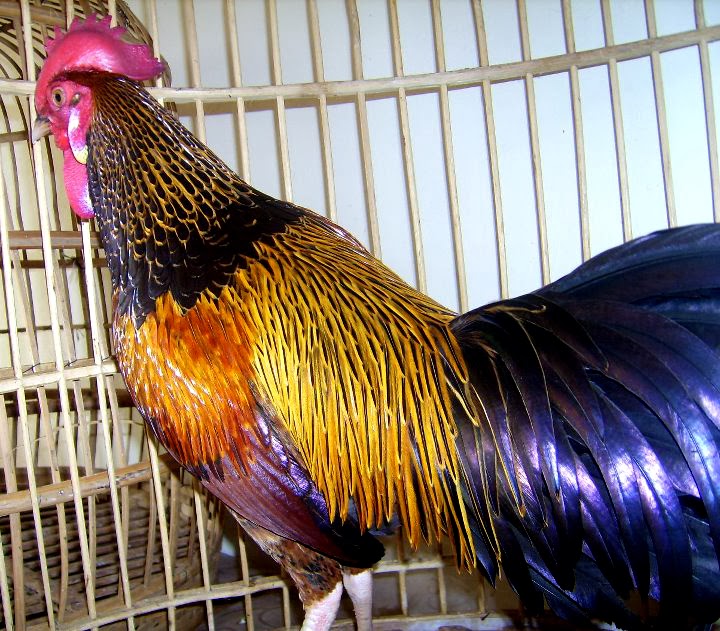 Cemani Farms: Live Stock | Ayam Cemani Poultry Breeding