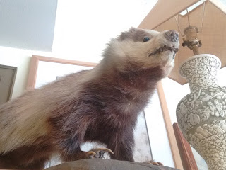 taxidermy badger dead animal at the thrift store, and presumably for sale