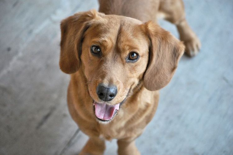 Meski Najis Dan Diharamkan Ini 10 Keistimewaan Anjing Dalam Al