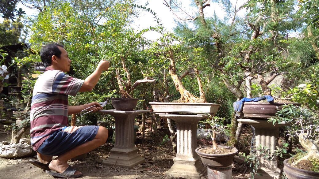 Virus Bonsai Menyerang Lambar Bonsai Lambar Bonsailambar Com