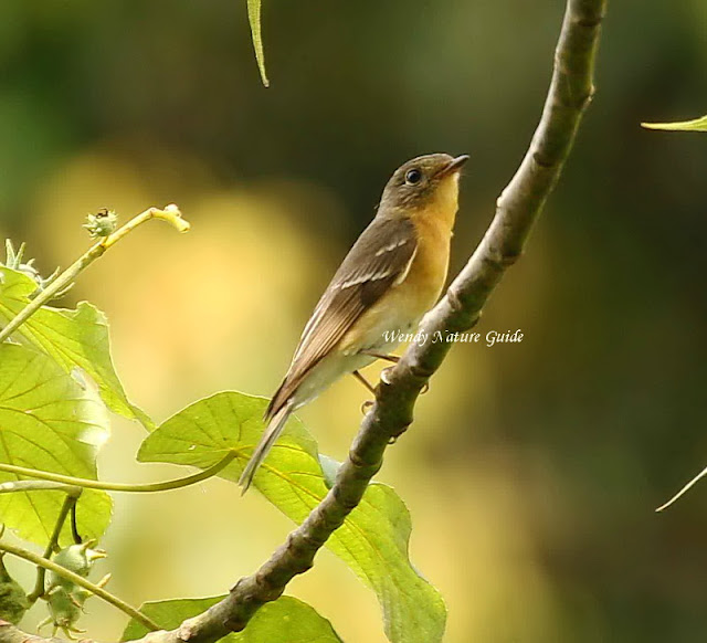 birds of langkawi