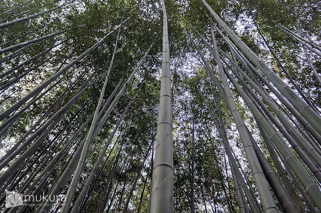 Bamboo Grove (ป่าไผ่)