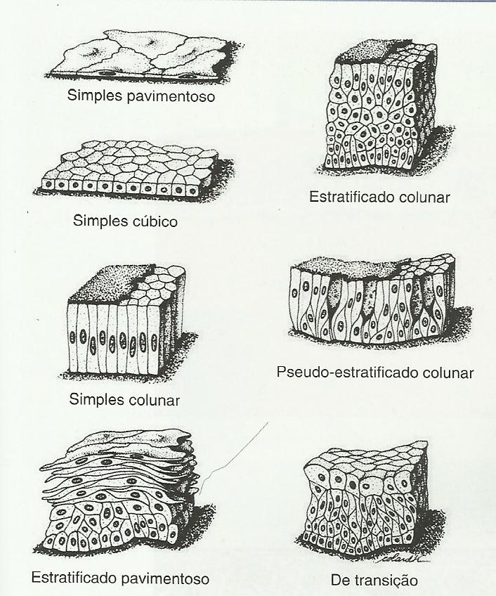 Histologia: Tecido Epitelial de Revestimento
