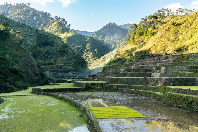 Pula-Région de l'Ifugao-Luçon-Philippines