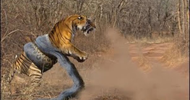 Snake Vs Tiger-Strange Video Clip