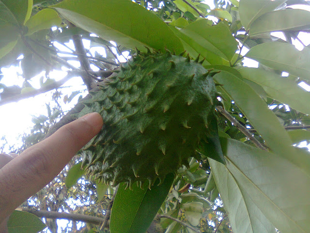 Pohon Nangka Sabrang/Sirsak Hasil Teknik Okulasi