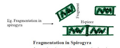 Fragmentation : 