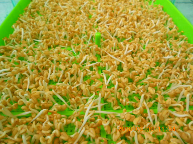 ��Ī��,��Ī�گ�,fenugreek,fenugreek-seeds,�����l,��Ī�ڽ��n,��Ī�ڬ�\��,��Ī�گ��\��,��Ī�ڵo����,��Ī�ڬ�