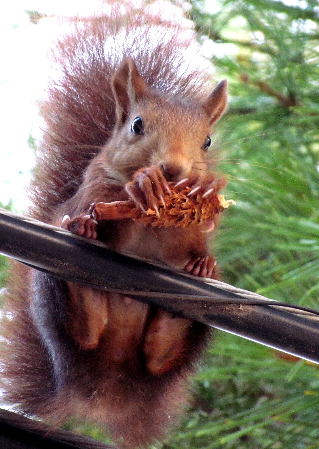 REFLEXIONES: Buen provecho ardilla!