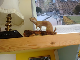 taxidermy gone wrong