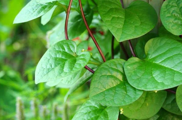 10 Benefits of binahong leaves to treat a variety of chronic diseases that you need to know ! 10 Benefits of binahong leaves to treat a variety of chronic diseases that you need to know !