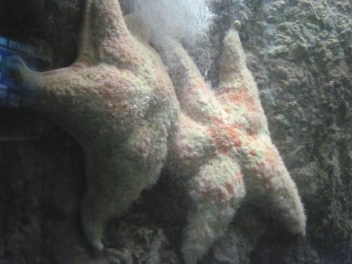 Leather Sea Star Leather Sea Star