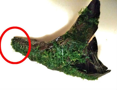 流木の端までたどり着いたら、今度は元来た方向に向かって巻いていく