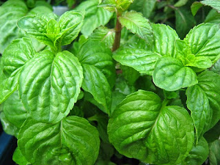 Photo Lemon Balm - <a href="http://www.flickr.com/photos/11805179@N04/3617223368">Melissa officinalis</a> via <a href="http://photopin.com">photopin</a> <a ref="https://creativecommons.org/licenses/by/2.0/">(license)</a>