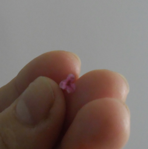 Flor tão mindinha no berço da minha mão