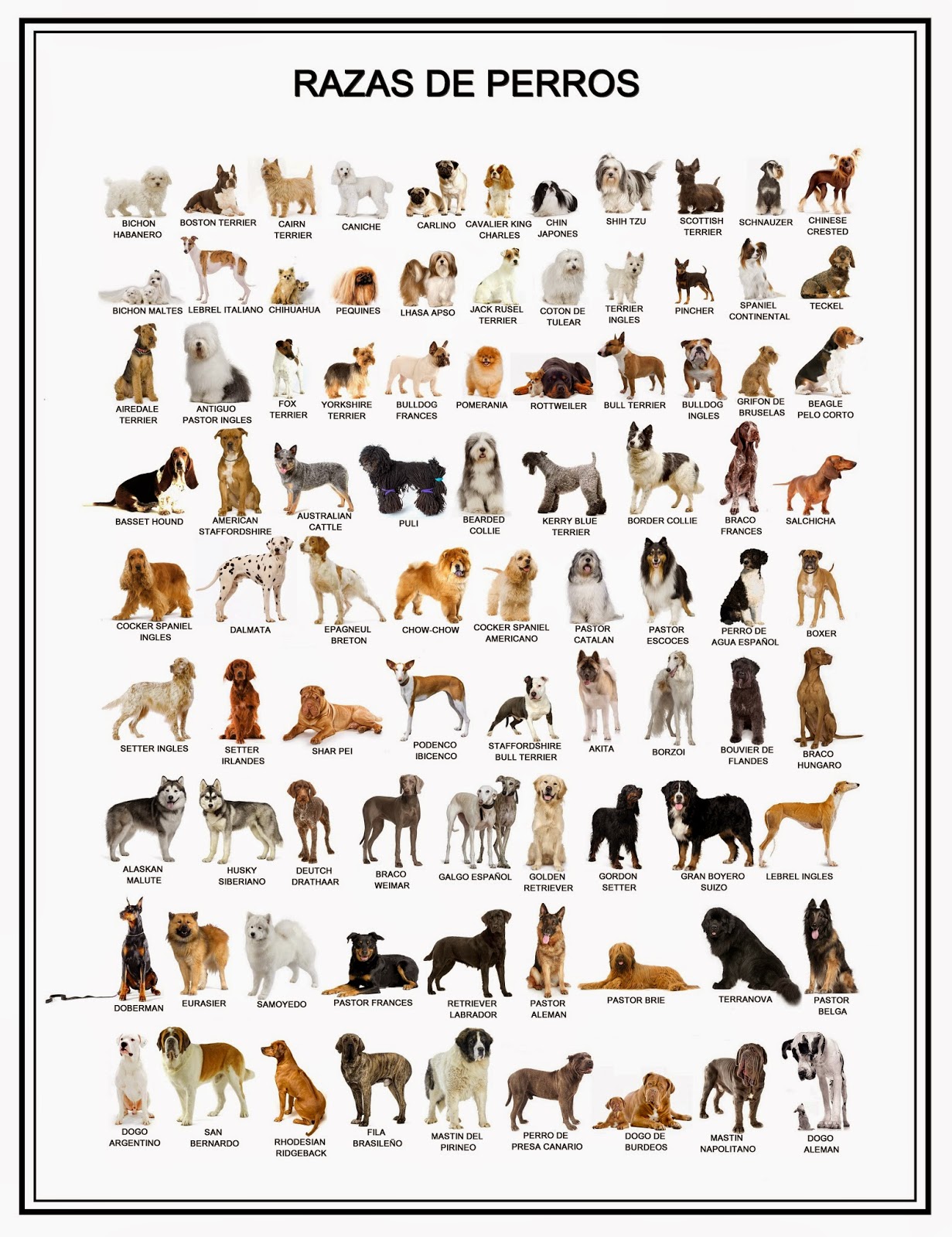 El origen de los perros domésticos está en China - 140523080634777882