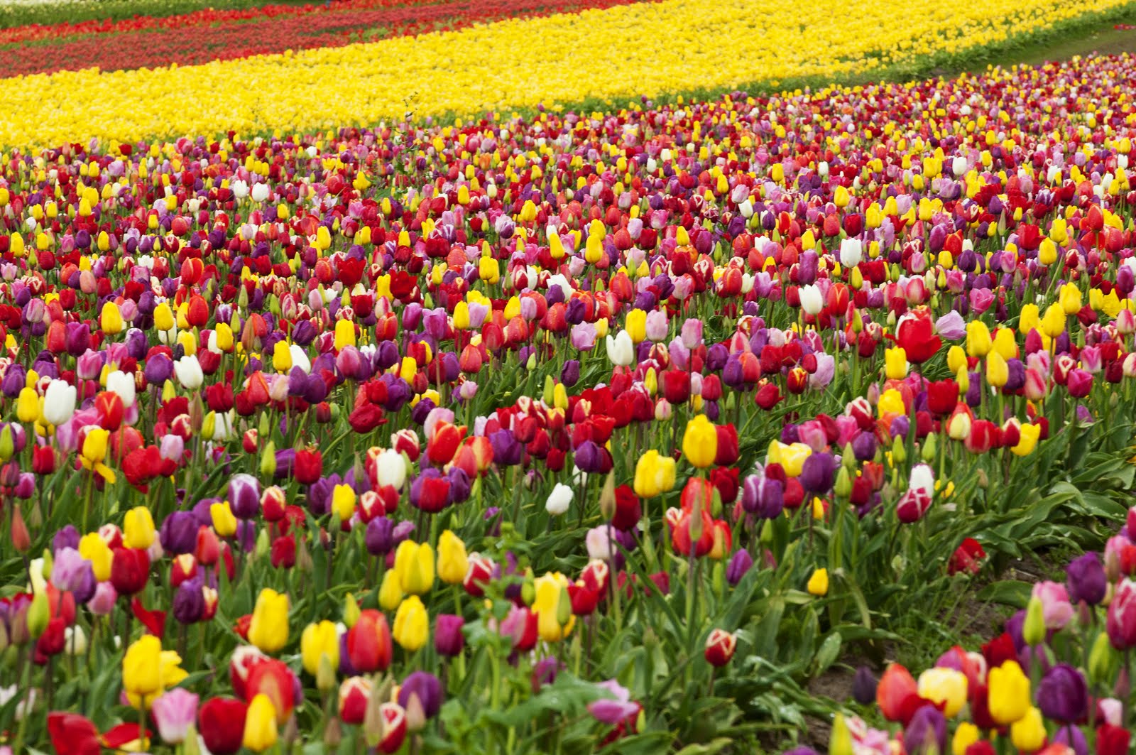Day by Day.....with the McCavours Wooden Shoe Tulip Farm