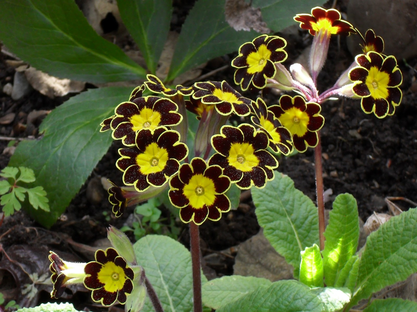 Черные первоцветы. Примула vialii. Примула “Gold Lace Black”. Примула "Драмклифф" (Primula vulgaris 'Drumcliff' ). Примула шартрез.